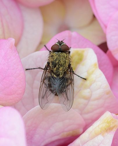 Pollenia rudis